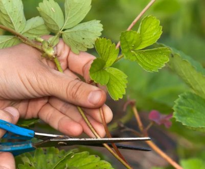 Чому не можна обрізати полуницю восени