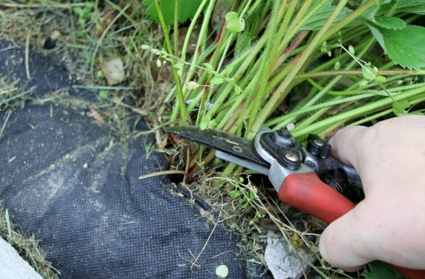 Обрізка полуниці