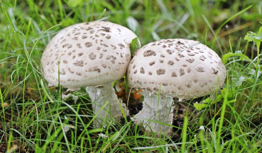 Мухомір білий