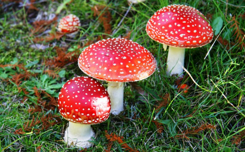 Мухомір червоний