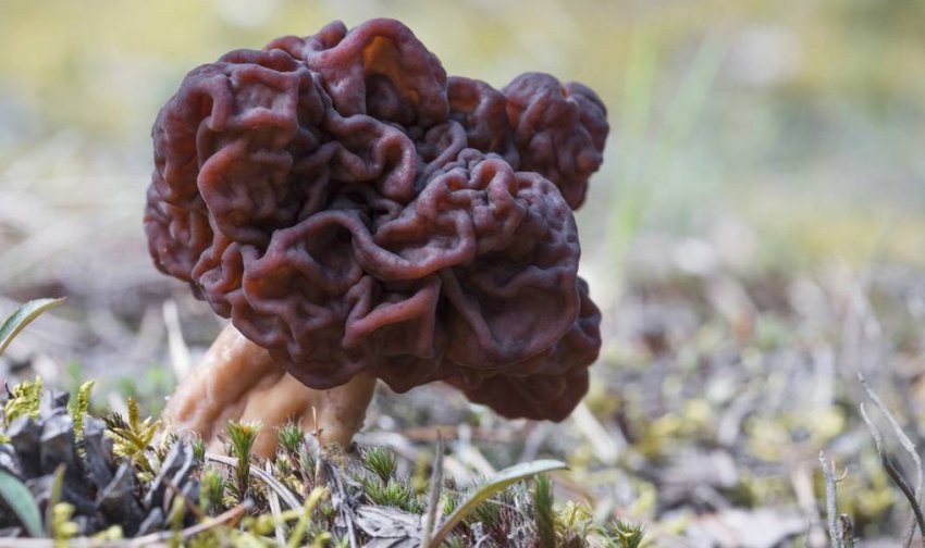 Строчок обыкновенный