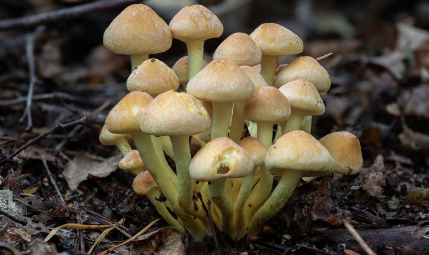 Ложноопеньок серно-жовтий