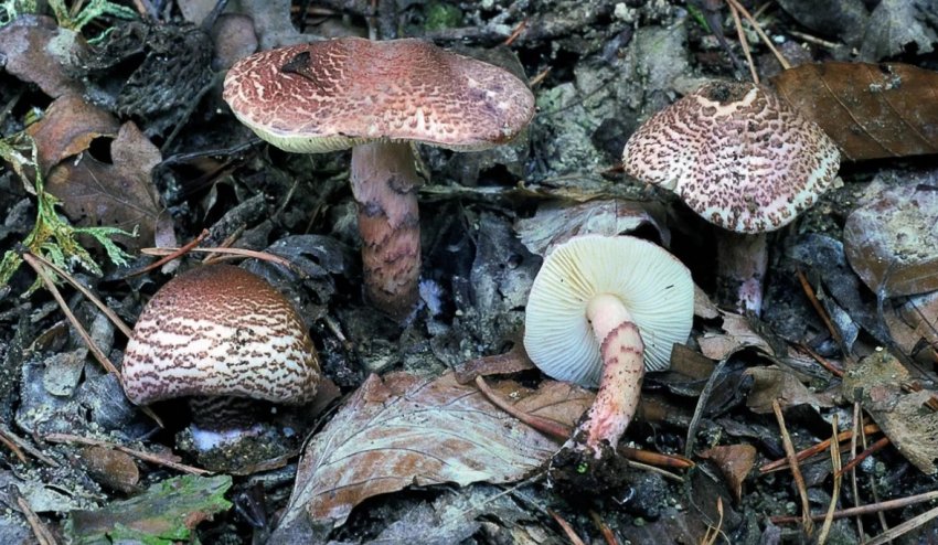 Леопіта коричнево-червона