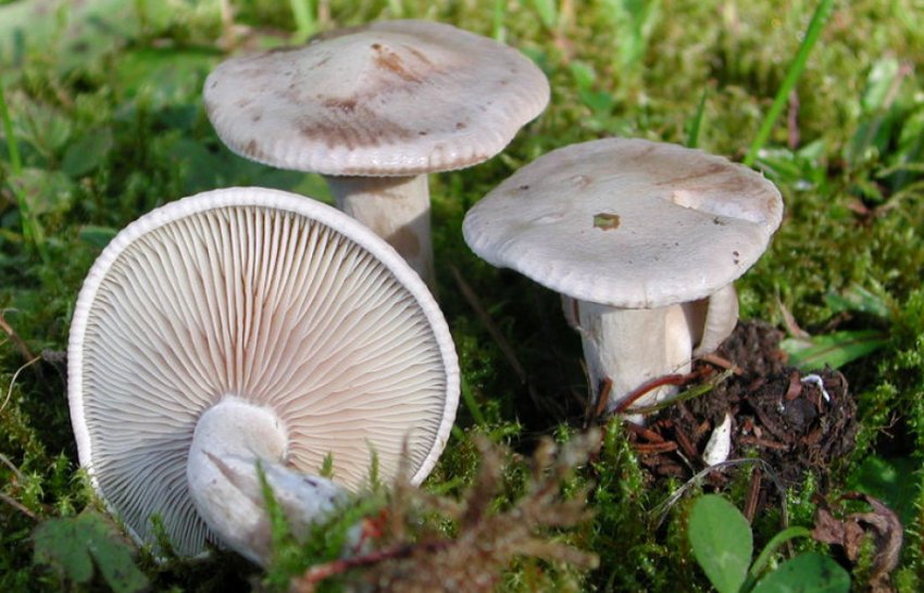 Говорушка восковата