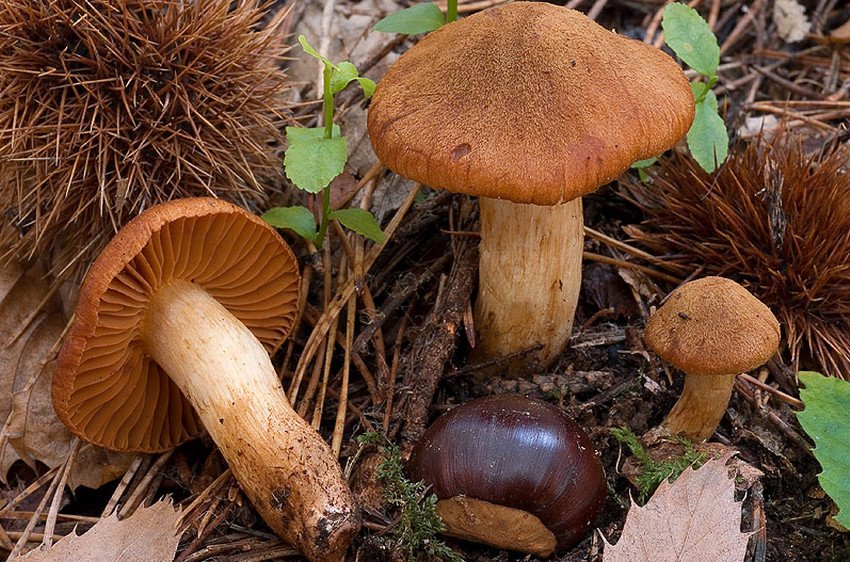 Павутинник гірський