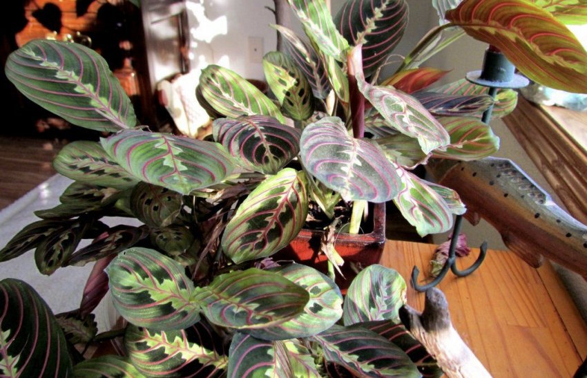 Маранта Маранта