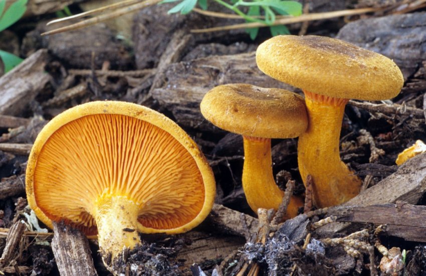 Ложна лисичка