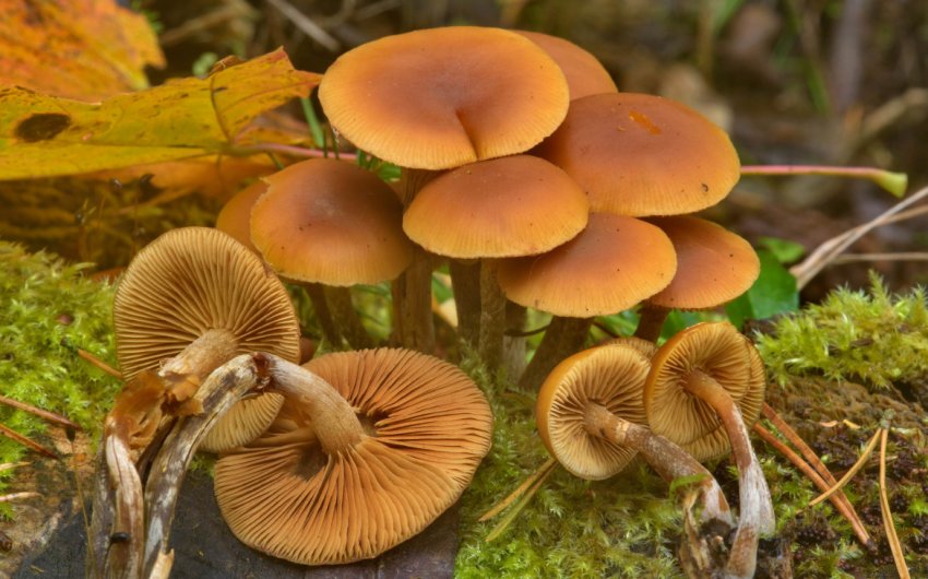 Гімнопілюс чудовий