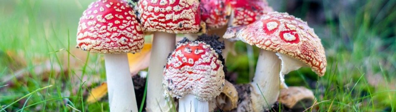 10 найядовитіших грибів, які точно не варто збирати в лісі