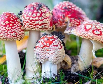 10 найядовитіших грибів, які точно не варто збирати в лісі