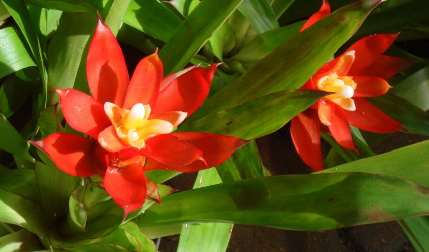 Гузмания язичкова