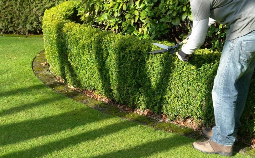 Догляд за живою огорожею