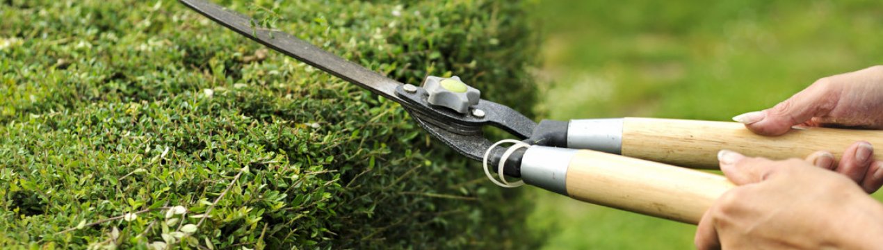 Все, що потрібно знати, якщо ви вирішили зайнятися стрижкою або обрізкою живих парканів