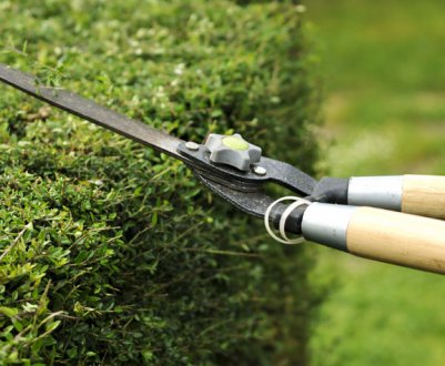 Все, що потрібно знати, якщо ви вирішили зайнятися стрижкою або обрізкою живих парканів