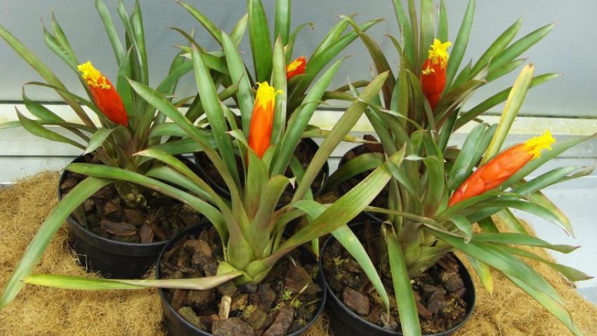 Гузмания никарагуанская