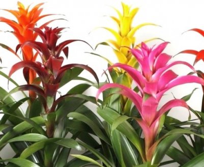 Квітка гузмания мікс: як доглядати в домашніх умовах