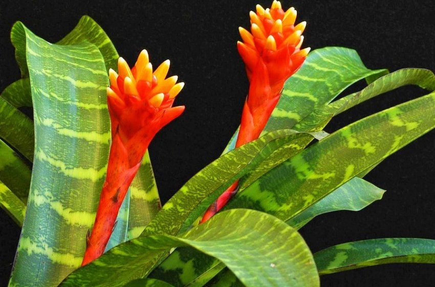 Гузмания мозаїчна