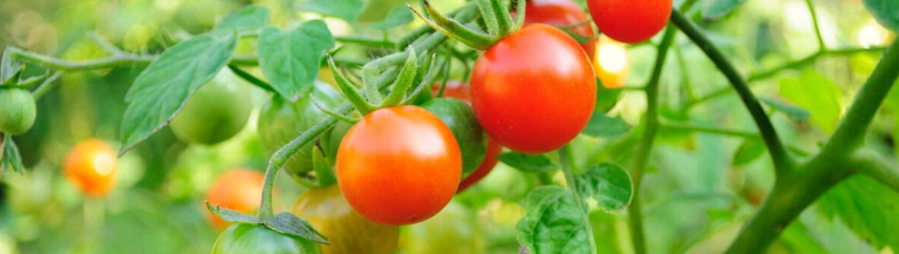 В Тунісі запустили новий проект з вирощування та збуту сільськогосподарської продукції