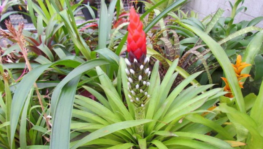 Гузмания одноколосая