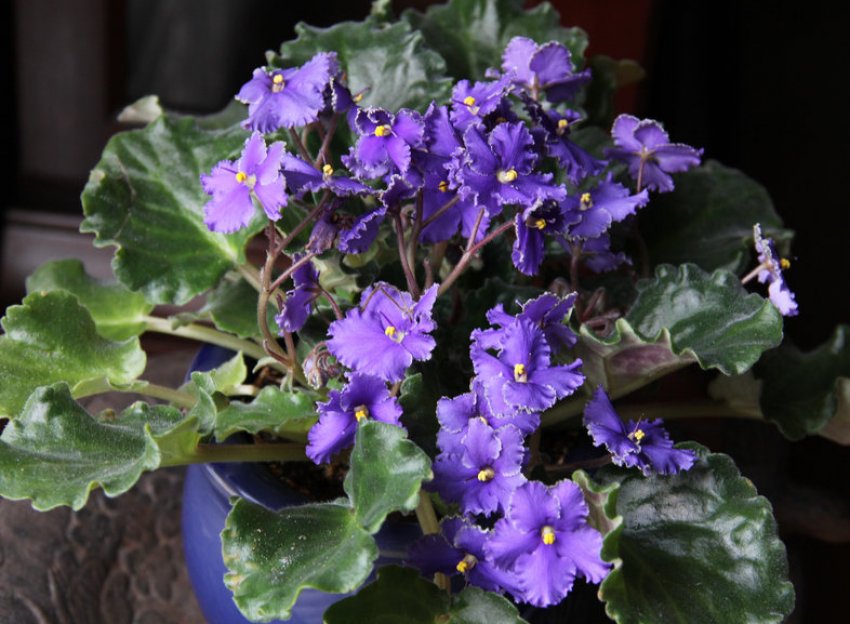 Фіалка «EverPraise» Фіалка «EverPraise»