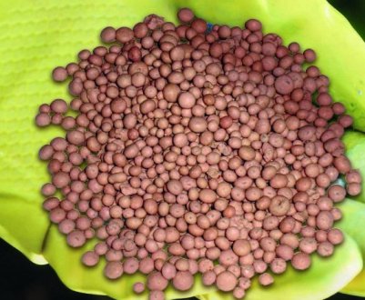 Правила удобрення винограду нітроамофоскою