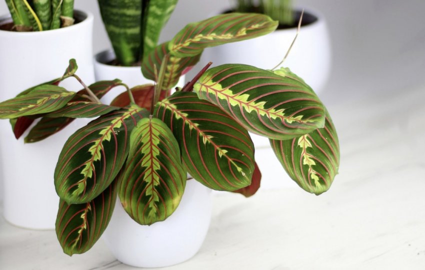 Маранта Маранта