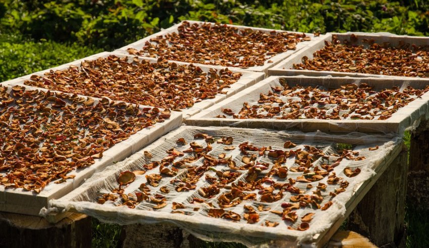 Сушіння яблук на сонці Сушіння яблук на сонці