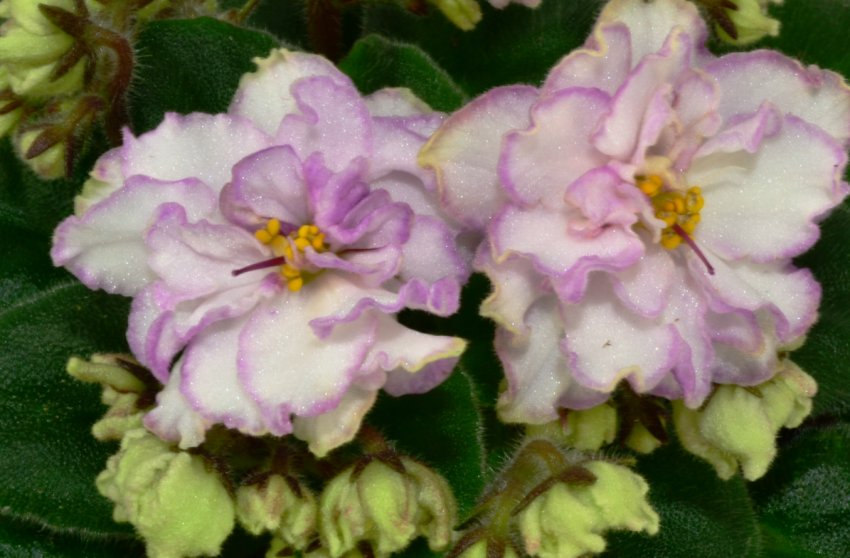 «Маленький апатит» «Маленький апатит»