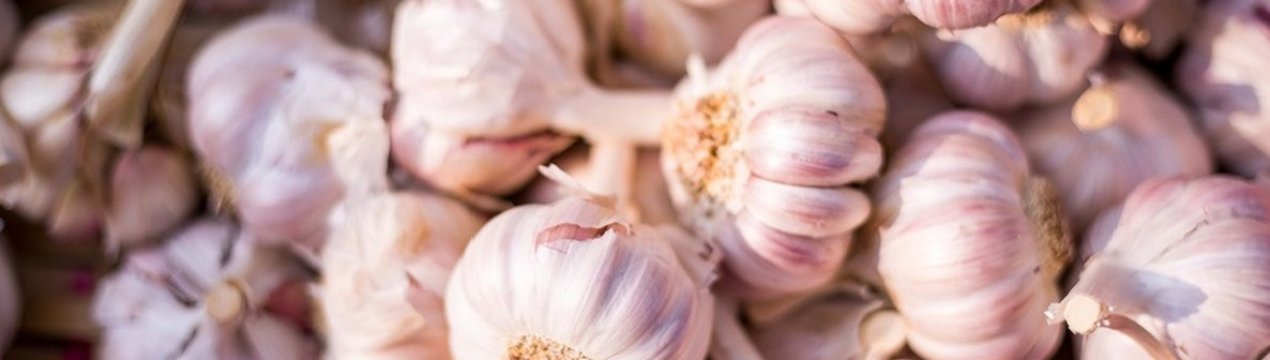 Єгипет стає одним із основних постачальників часнику на бразильський ринок