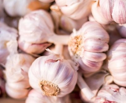 Єгипет стає одним із основних постачальників часнику на бразильський ринок