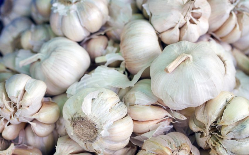 Експорт часнику з Єгипту Експорт часнику з Єгипту