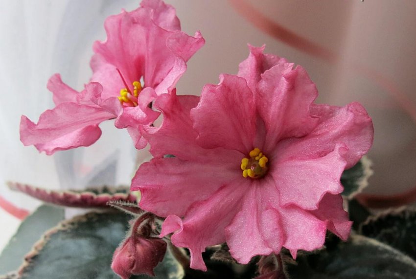 «Маленький корал» «Маленький корал»