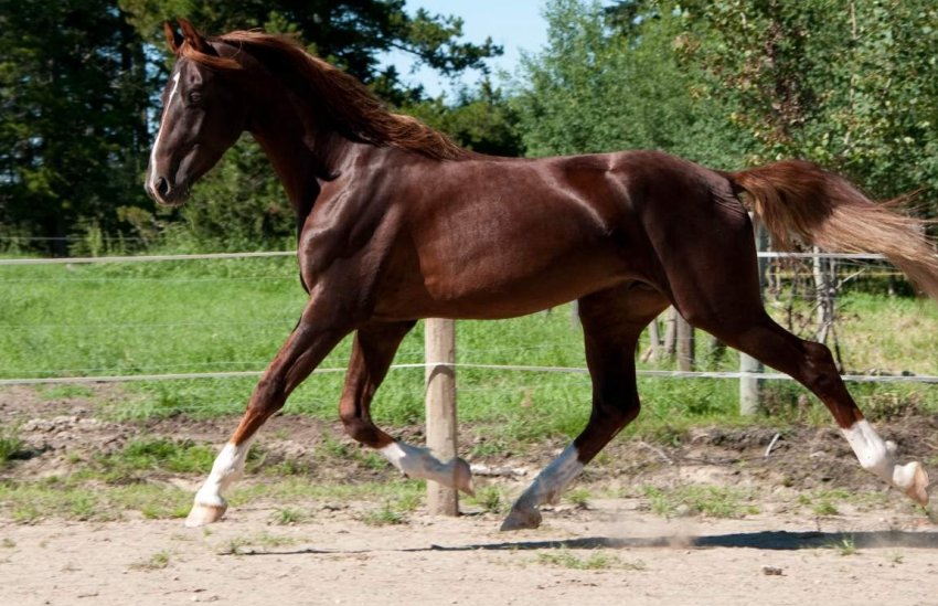 Амереканський кінь