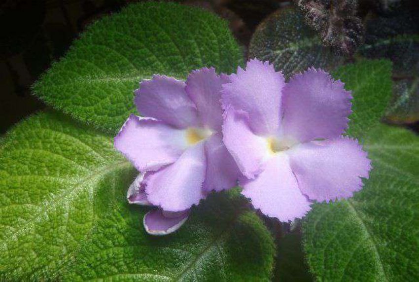 Lilacina viridis Lilacina viridis