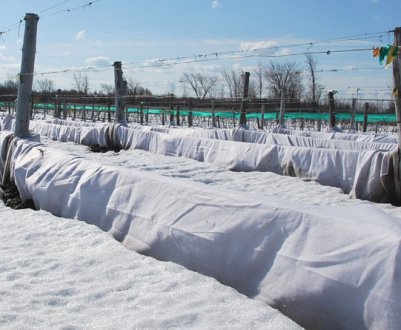 Як правильно прикрити виноград на зиму в Підмосков'ї