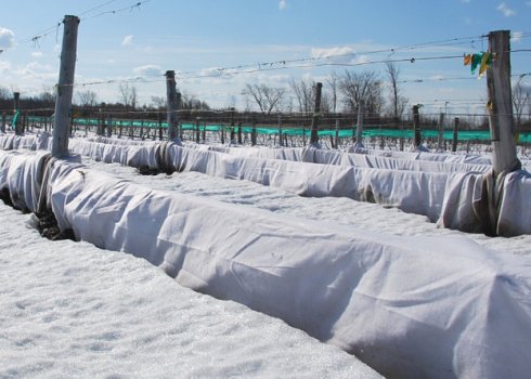 Как правильно укрыть виноград на зиму в Подмосковье