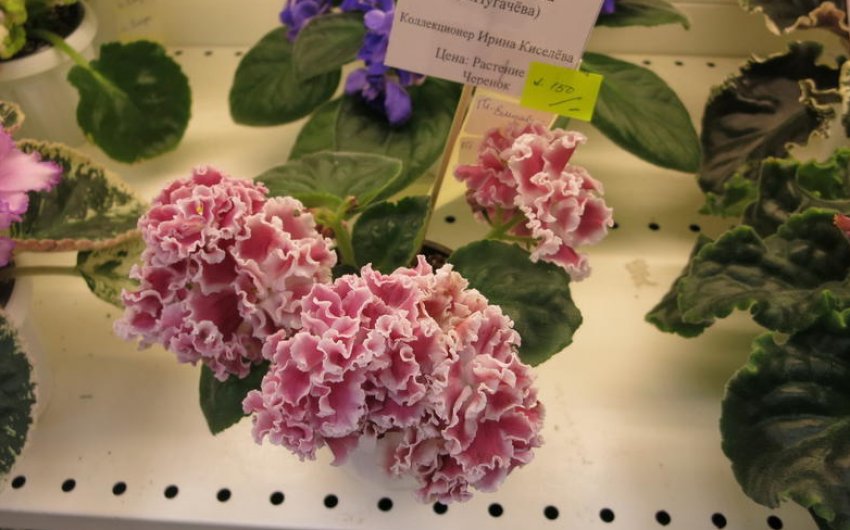 «Маленька дівчинка-апачі» «Маленька дівчинка-апачі»