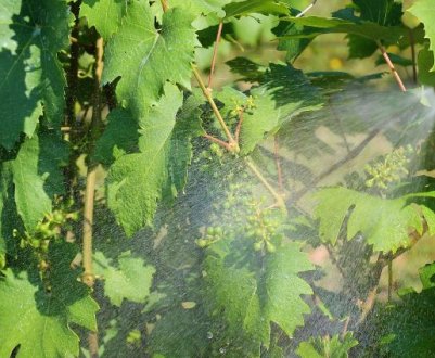 "Кабріо Топ": як обробляти виноград фунгіцидом