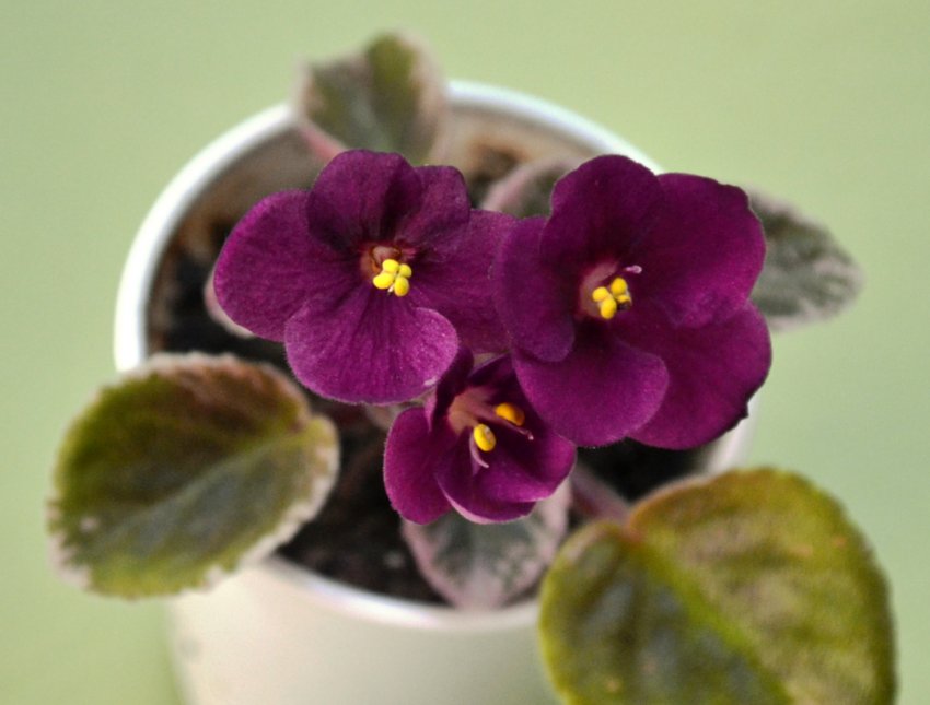 «Маленька ацтекська дівчинка» «Маленька ацтекська дівчинка»