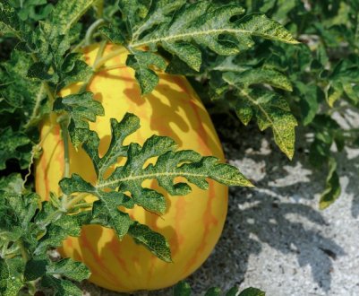 Особливості вирощування дині в Сибіру