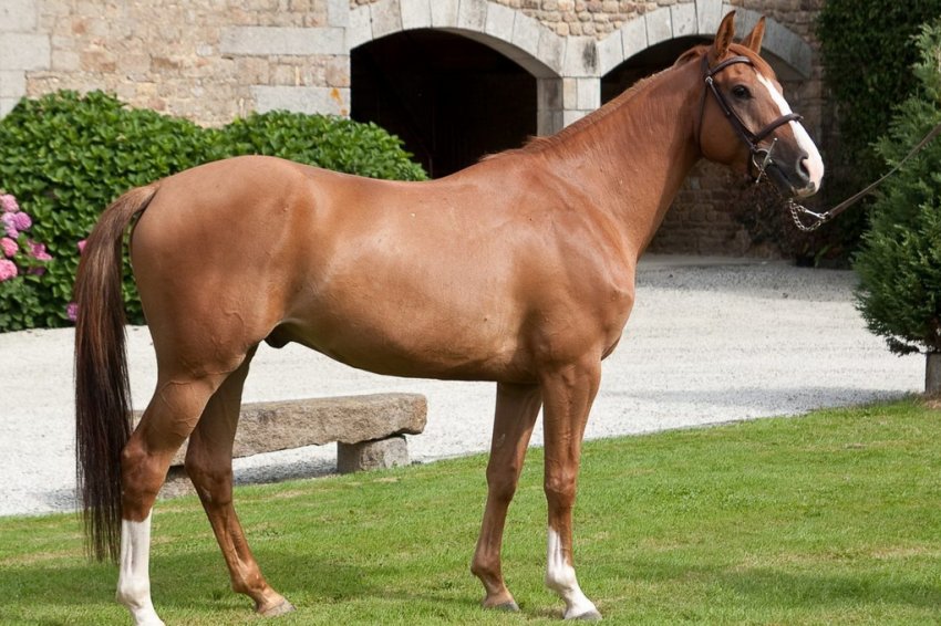 Французький кінь