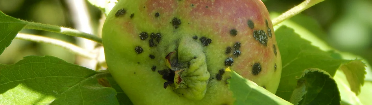 У Кашмірі "Чорна чума" знищує врожай яблук