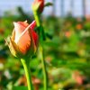 Как правильно выращивать тюльпаны в открытом грунте?