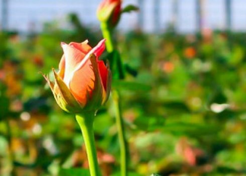 У троянди опадає листя: причини і лікування