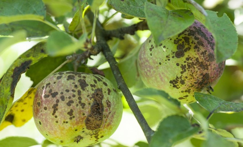 Яблучна парша