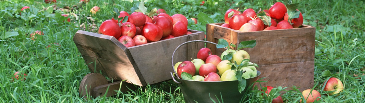 Що робити з падалицями яблук? 5 легких рецептів з впавших та трохи пошкоджених яблук