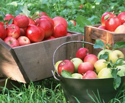 Що робити з падалицями яблук? 5 легких рецептів з впавших та трохи пошкоджених яблук