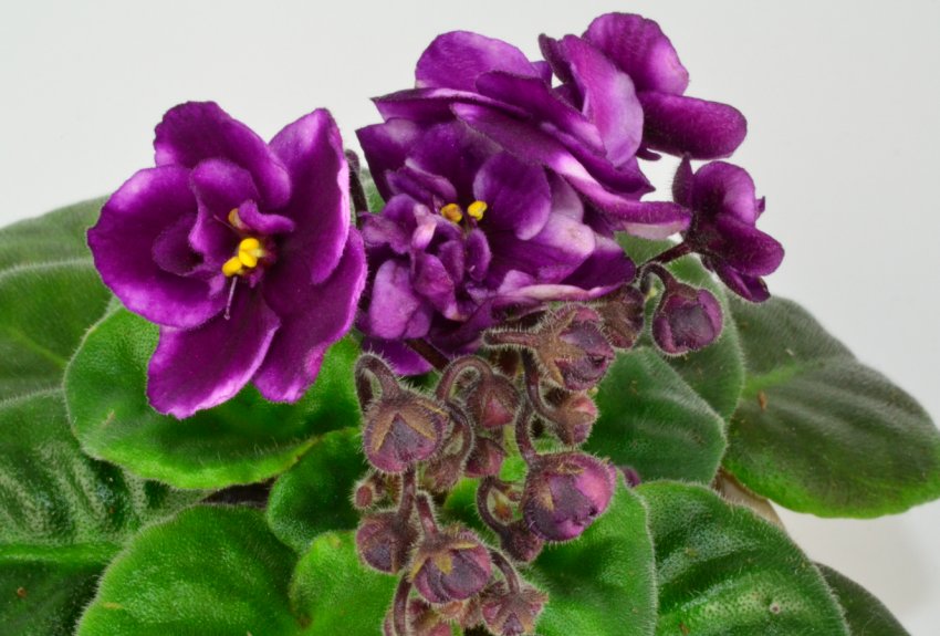 «Маленька дівчинка команчі» «Маленька дівчинка команчі»