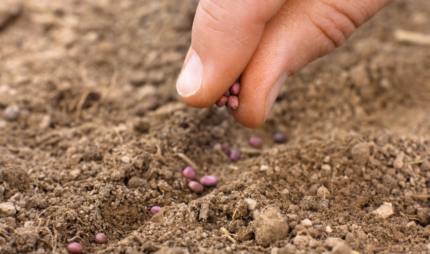 Осіння посів зелені