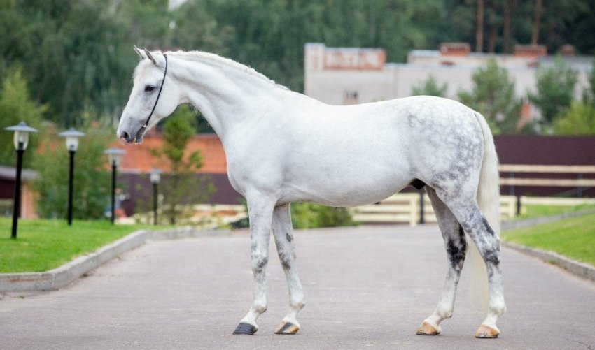 Орловський кінь